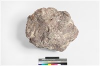 貝殼化石藏品圖，第1張