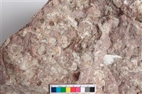 貝殼化石藏品圖，第3張