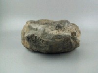 珊瑚化石藏品圖，第4張
