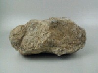 珊瑚化石藏品圖，第6張