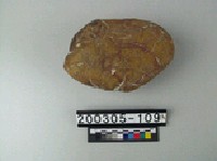 龜甲石藏品圖，第2張