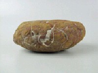 龜甲石藏品圖，第3張