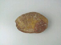 龜甲石藏品圖，第5張