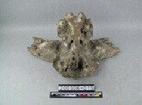 牛頭骨藏品圖，第2張