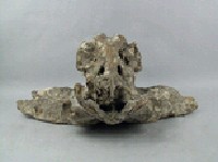 牛頭骨藏品圖，第3張
