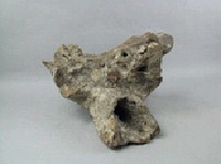 牛頭骨藏品圖，第5張