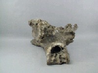 牛頭骨藏品圖，第6張