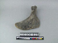 象盆骨藏品圖，第1張