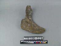 象盆骨藏品圖，第2張