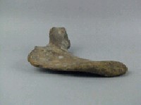 象盆骨藏品圖，第3張