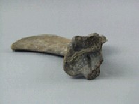 象盆骨藏品圖，第4張