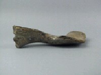 象盆骨藏品圖，第5張