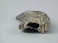 象肋骨藏品圖，第3張