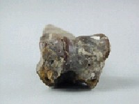 牛肢骨藏品圖，第3張