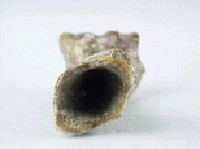 牛肢骨藏品圖，第4張