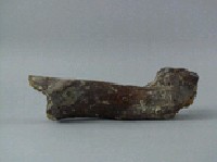 牛肢骨藏品圖，第5張