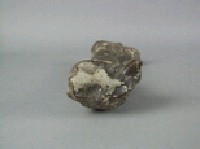 牛肢骨藏品圖，第4張