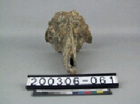 牛脊椎骨藏品圖，第2張