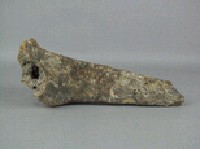 牛脊椎骨藏品圖，第3張