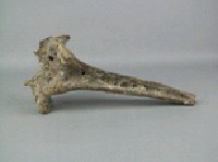 牛脊椎骨藏品圖，第4張