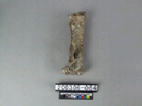 牛肢骨藏品圖，第2張