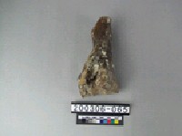 牛肢骨藏品圖，第1張