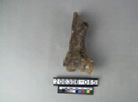 牛肢骨藏品圖，第2張