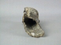牛肢骨藏品圖，第3張