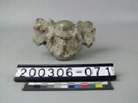 牛脊椎骨藏品圖，第1張