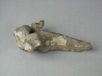 牛脊椎骨藏品圖，第3張