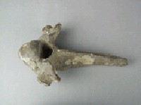 牛脊椎骨藏品圖，第4張