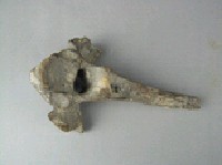 牛脊椎骨藏品圖，第5張