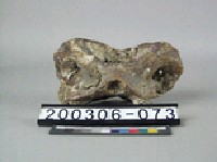 鱷魚脊椎骨藏品圖，第2張