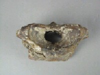 鱷魚脊椎骨藏品圖，第3張