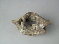 鱷魚脊椎骨藏品圖，第4張