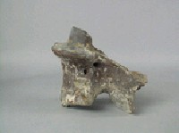 象脊椎骨藏品圖，第3張