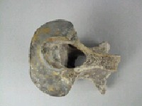 象脊椎骨藏品圖，第4張