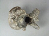 象脊椎骨藏品圖，第5張