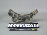 鱷魚脊椎骨藏品圖，第2張