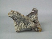 鱷魚脊椎骨藏品圖，第3張