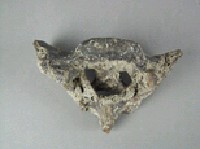 鱷魚脊椎骨藏品圖，第5張