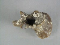 象脊椎骨藏品圖，第5張