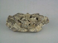 鱷魚脊椎骨藏品圖，第3張