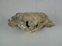 鱷魚脊椎骨藏品圖，第4張