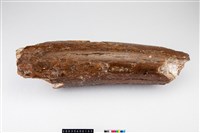 淮河象象牙藏品圖，第2張