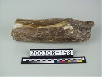 象牙藏品圖，第1張