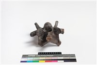牛脊椎骨藏品圖，第6張