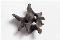 牛脊椎骨藏品圖，第7張