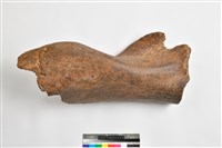 象肱骨上中段藏品圖，第8張