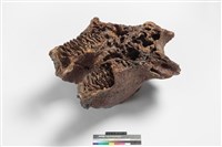 象上顎骨齒藏品圖，第2張